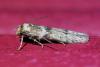 Blastobasis phycidella